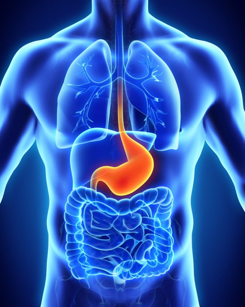 El estómago en el sistema digestivo