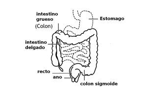 Adenocarcinoma de colon. Elementos del aparato digestivo