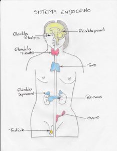 Cirugía endocrina. El sistema endocrino en el cuerpo humano.