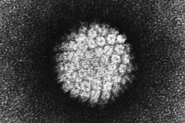 El Virus del Papiloma Humano (VPH) y el cáncer anal